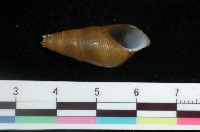 藏品(川蜷)的圖片